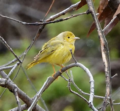 Yellow Warbler Paton Center For Hummingbirds Patagonia Flickr