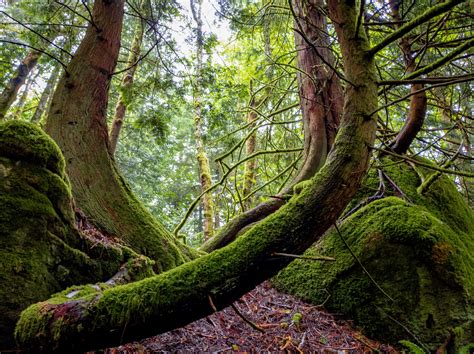 Finding The Mother Tree Suzanne Simard And Forest Wisdom Bioneers