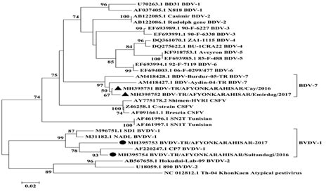 Phylogenetic Tree Constructed Based On The 5 UTR Region Sequences