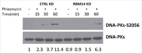 Full Article RNA Binding Protein RBM14 Regulates Dissociation And