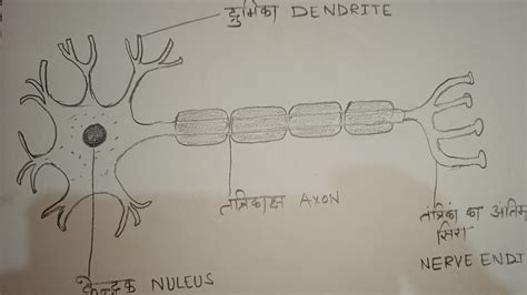 How To Draw Neuron Diagram Easily Neuron Ka Chitra Kaise Banaye