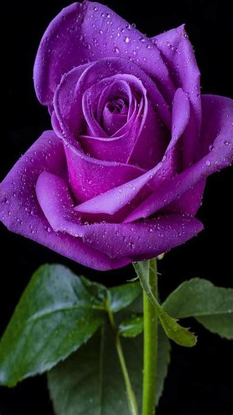 Purple Rose Flower Wallpaper