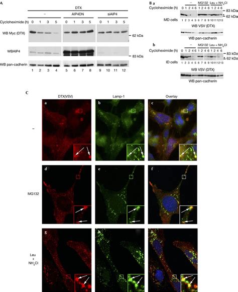 Aip Targets Deltex For Lysosomal Degradation A Effect Of