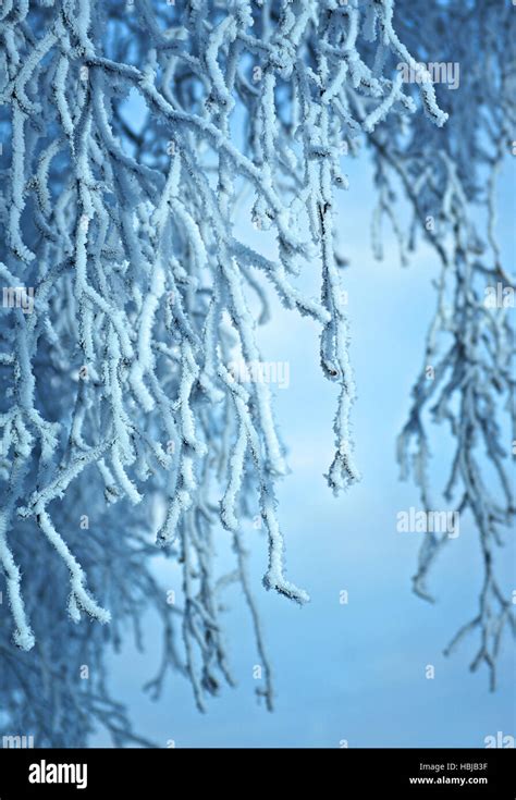 Birch Trees With Hoarfrost On The Branches Stock Photo Alamy