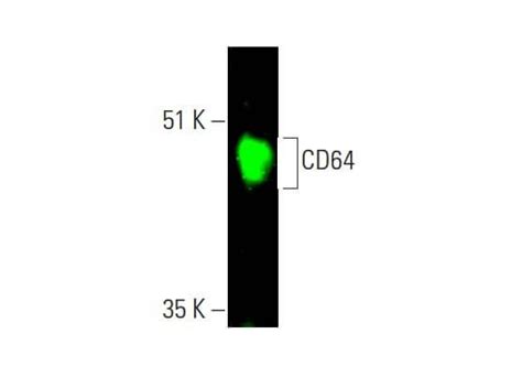 cd antibody  scbt santa cruz biotechnology