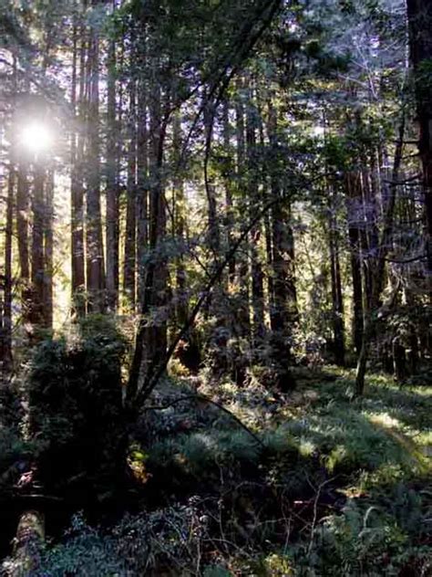 Navarro River Redwoods State Park A California Park