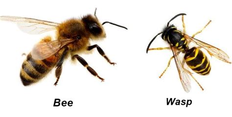 Differences Between Wasps Bees And Bumblebees Pestsguide