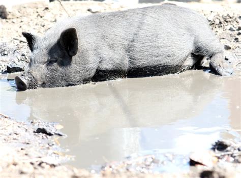 how to clean a wild boar