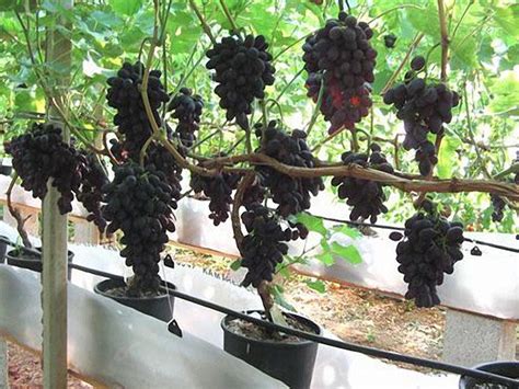 How To Grow Grapes In Containers The Plant Guide