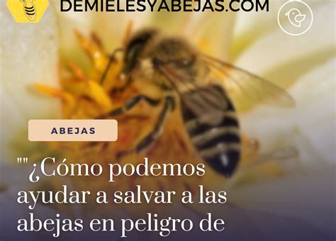 Cómo Podemos Ayudar A Salvar A Las Abejas En Peligro De Extinción