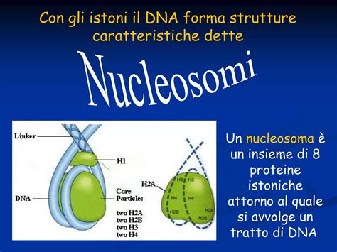 Il DNA Struttura Funzione E Replicazione PPT