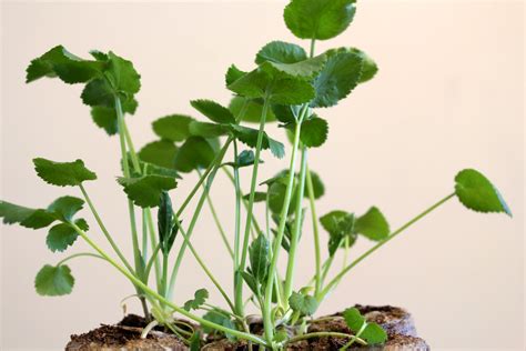 Ammi majus seedlings, Амми большая | Михаил | Flickr