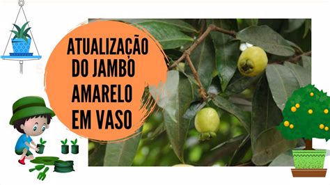 Atualiza O Do Jambo Amarelo Ap S Flora O Em Vaso Setembro Youtube