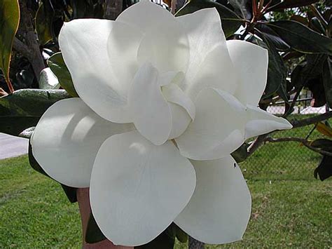 Mississippi State Flower– Southern Magnolia Pictures