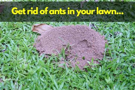 How Do You Get Rid Of Ants In Grass Fixes That Work Lawn Model