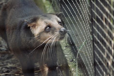 Masked Palm Civet - September 2020 - ZooChat