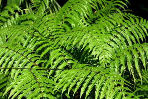 Ferns Night Safari Singapore Stock Photo By ©imagex 11568057