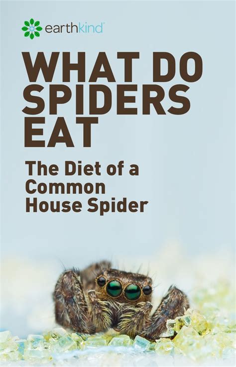 What Do Spiders Eat Diet Of Common House Spiders Spider Eating