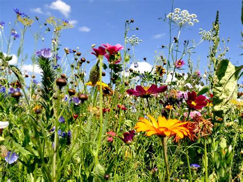 Quelle Est La Dur E De Vie Des Fleurs Sauvages