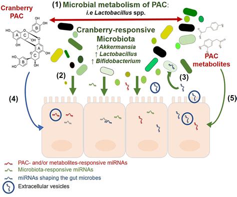 Frontiers The Role Of Intestinal Microbiota And Micrornas In The Anti