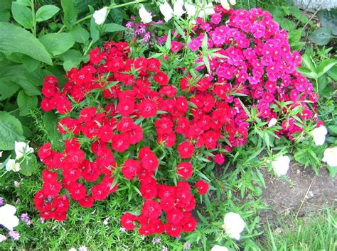 100 Red Cardinal Dianthus Caryophyllaceae Flower Seeds