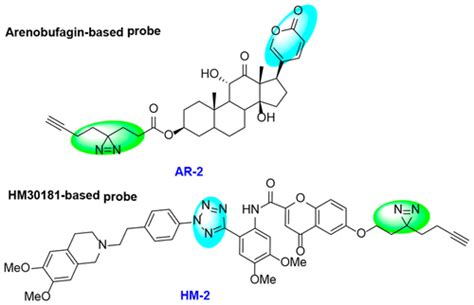 Affinity Based Protein Profiling Reveals Cellular Targets Of