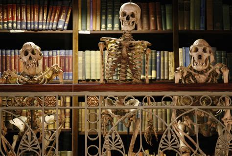 Where To See Skeletons In London Londonist