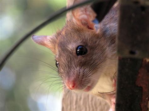 Why Rodent Proofing Your Attic Is Good For Your Health Attic Projects