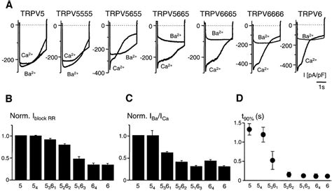 Homo And Heterotetrameric Architecture Of The Epithelial Ca2 Channels