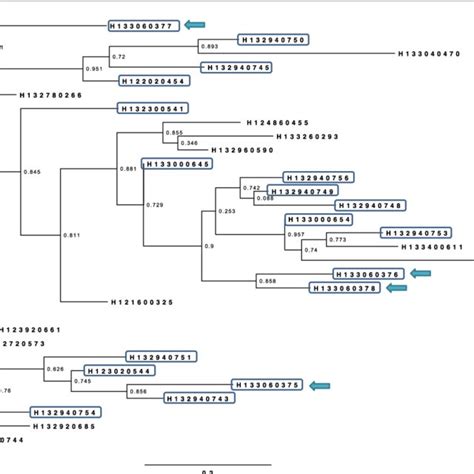 Ml Phylogenetic Tree Of Salmonella Dublin Strains Based On Prophages