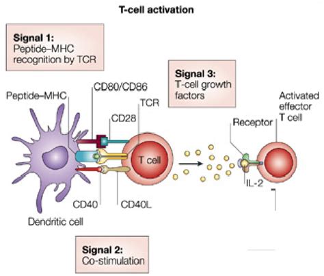 Figure 1 from Caractérisation de différents mécanismes immunologiques