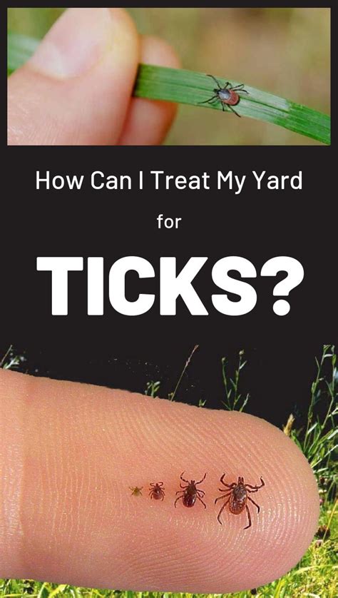 How Can I Treat My Yard For Ticks Ticks Get Rid Of Ticks Kill