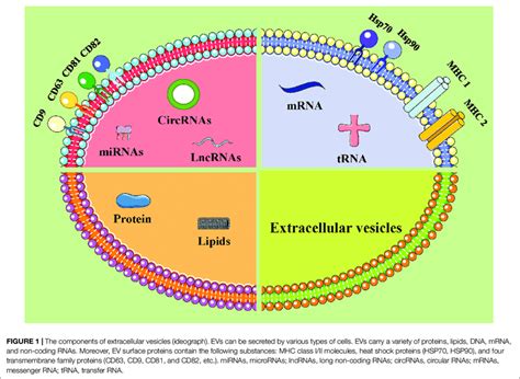 Potential Exosomal Biomarkers And Clinical Targets Are Displayed In