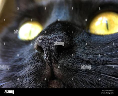 Cute Cat Nose Hi Res Stock Photography And Images Alamy