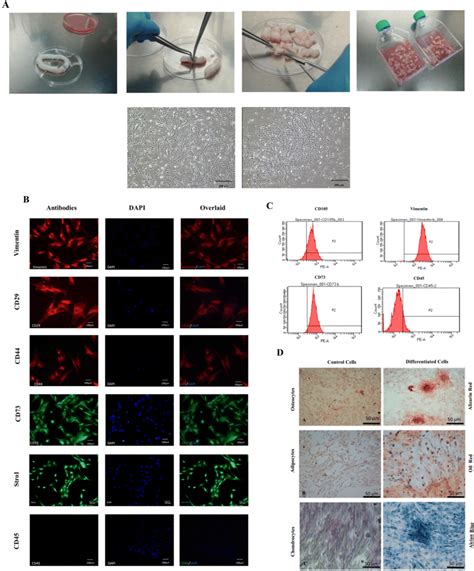 Isolation And Characterization Of Human Umbilical Cord Derived