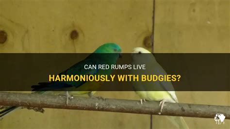 Can Red Rumps Live Harmoniously With Budgies Petshun