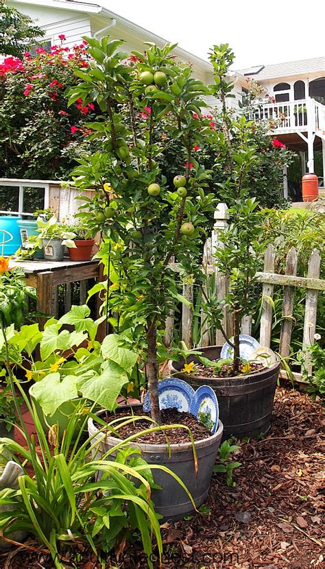 Dwarf Fruit Trees In Containers Off Siekierki Pl