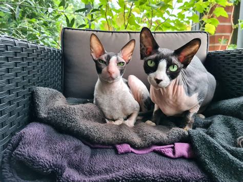 Possum - Ragdoll of the Week