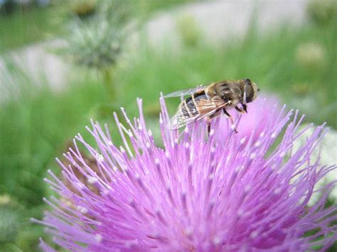 Bij Distel Tuin Gratis Foto Op Pixabay Pixabay