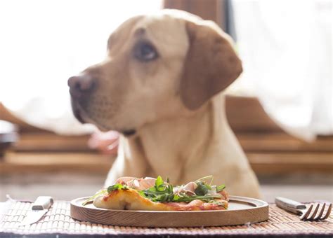 Las 10 Mejores Recetas Gourmet De Comida Para Perros Para Un Perro Saludable Blog