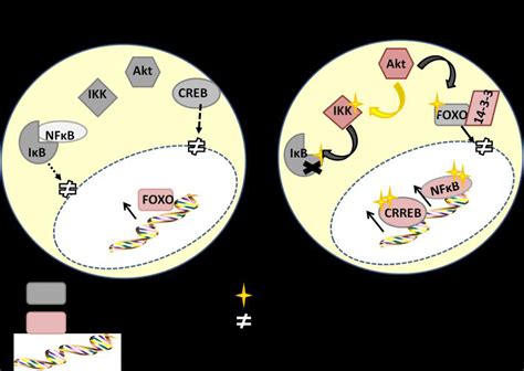 6 Schematic Illustration Of Pi3k Signalling Regulating Transcription