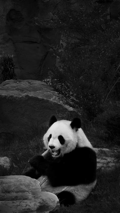 Black and White Panda Wallpapers - Top Free Black and White Panda ...