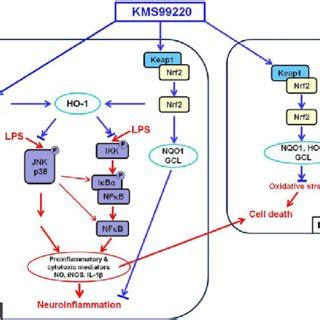 A Proposed Mechanism Of The Anti Inflammatory Effect Of Kms In