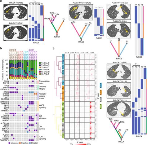 Simultaneous Evolutionary Expansion And Constraint Of Genomic