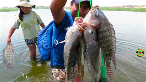 HOMBRE Pesca De TILAPIAS GRANDES DE LAGUNA Pesca De Tilapias