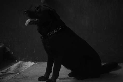 Black Dog Stock Photo Download Image Now Animal Beauty Cute Istock