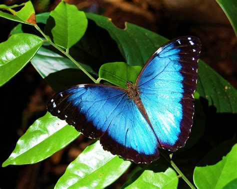 Borboleta Morpho Azul Caracteristicas Nome Cientifico E Fotos Mundo