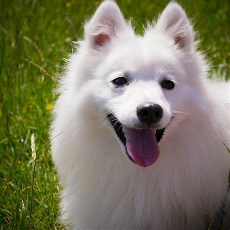 Op Zoek Naar Een Kleine Keeshond Pup Hondenfokker Dierenhof