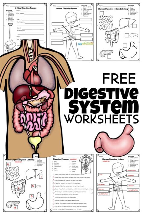 Digestive And Excretory System Worksheet