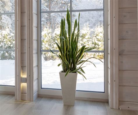 Best tall indoor plants: 10 large houseplants to add impact | Homes ...